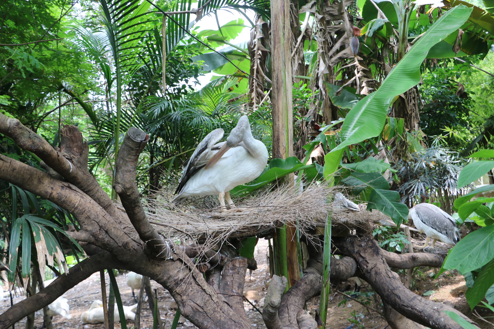 一月广州长隆野生动物园游玩攻略,长隆海洋王国不可错过