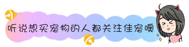 为什么不建议养俊介,为什么没人养俊介犬