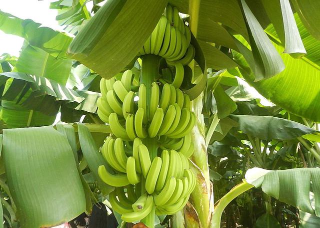 这个季节到茂名，我可能撑死在高州