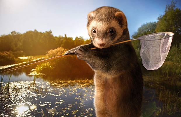 怎么让雪貂变乖,如何跟雪貂玩耍