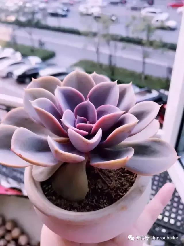 养了一年多的多肉没啥变化说说,养了几年的多肉快要全军覆没了