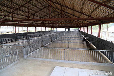 高效猪场和传统猪场区别,如何建设猪场