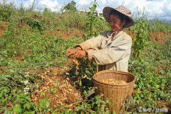 它曾是古代皇帝吃的菜,傣族王室贡品欣赏