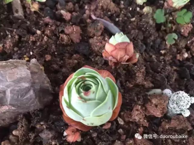 养了一年多的多肉没啥变化说说,养了几年的多肉快要全军覆没了