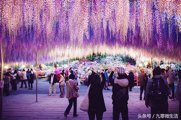 日本最大一棵紫藤图片,最好看的日本紫藤
