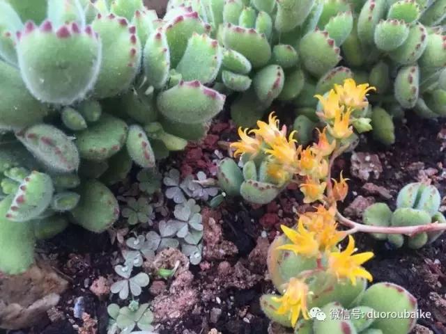 养了一年多的多肉没啥变化说说,养了几年的多肉快要全军覆没了
