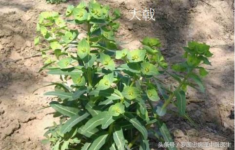 孕期喝中药有什么禁忌和副作用,孕妇中药材用药禁忌有哪些