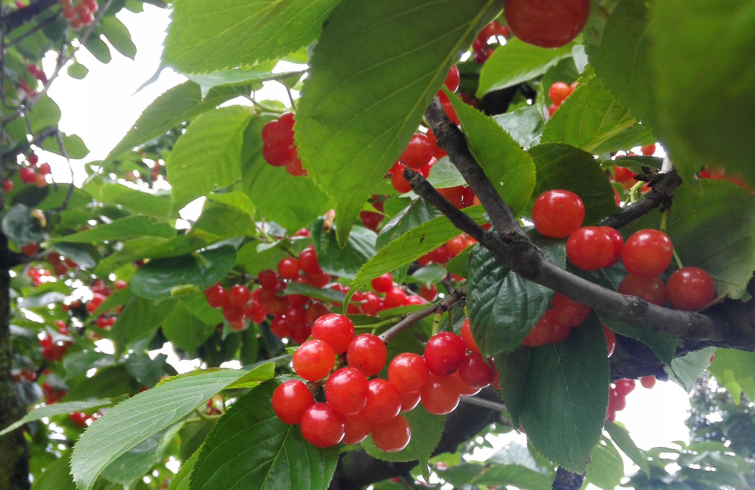 自驾车游汶川七盘沟摘车厘子,汶川萝卜寨自驾游攻略