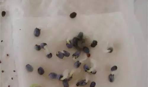 薄荷种子纸巾催芽法,什么时候种薄荷种子最好