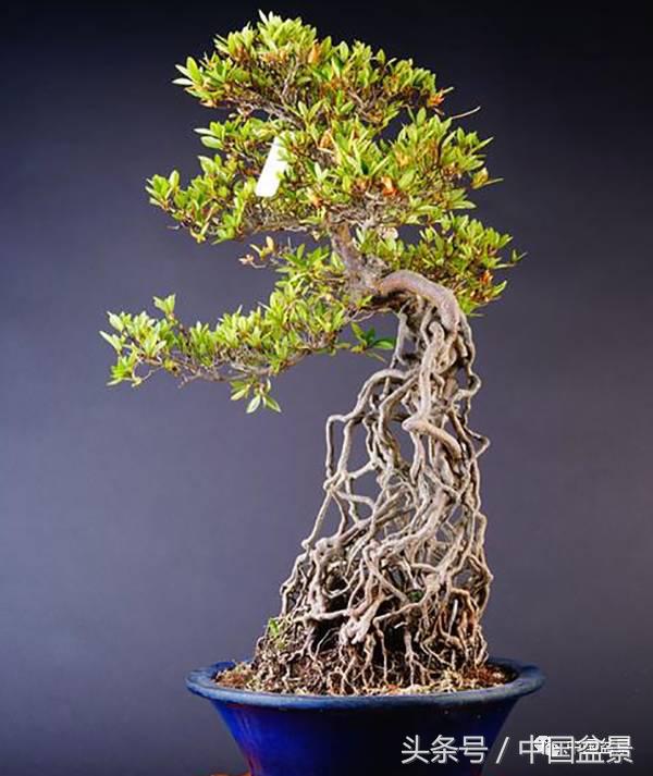 盆景悬根露爪美不胜收