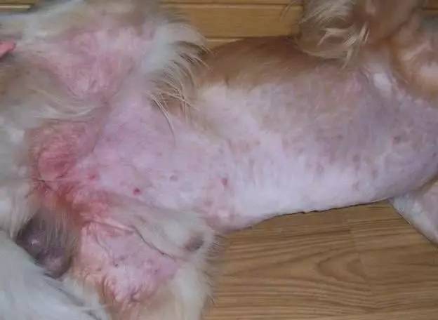 宠物皮肤病哪里能治好啊,宠物医院如何治疗宠物皮肤病