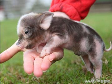 怎样才能养好断奶仔猪,怎么护理弱小仔猪