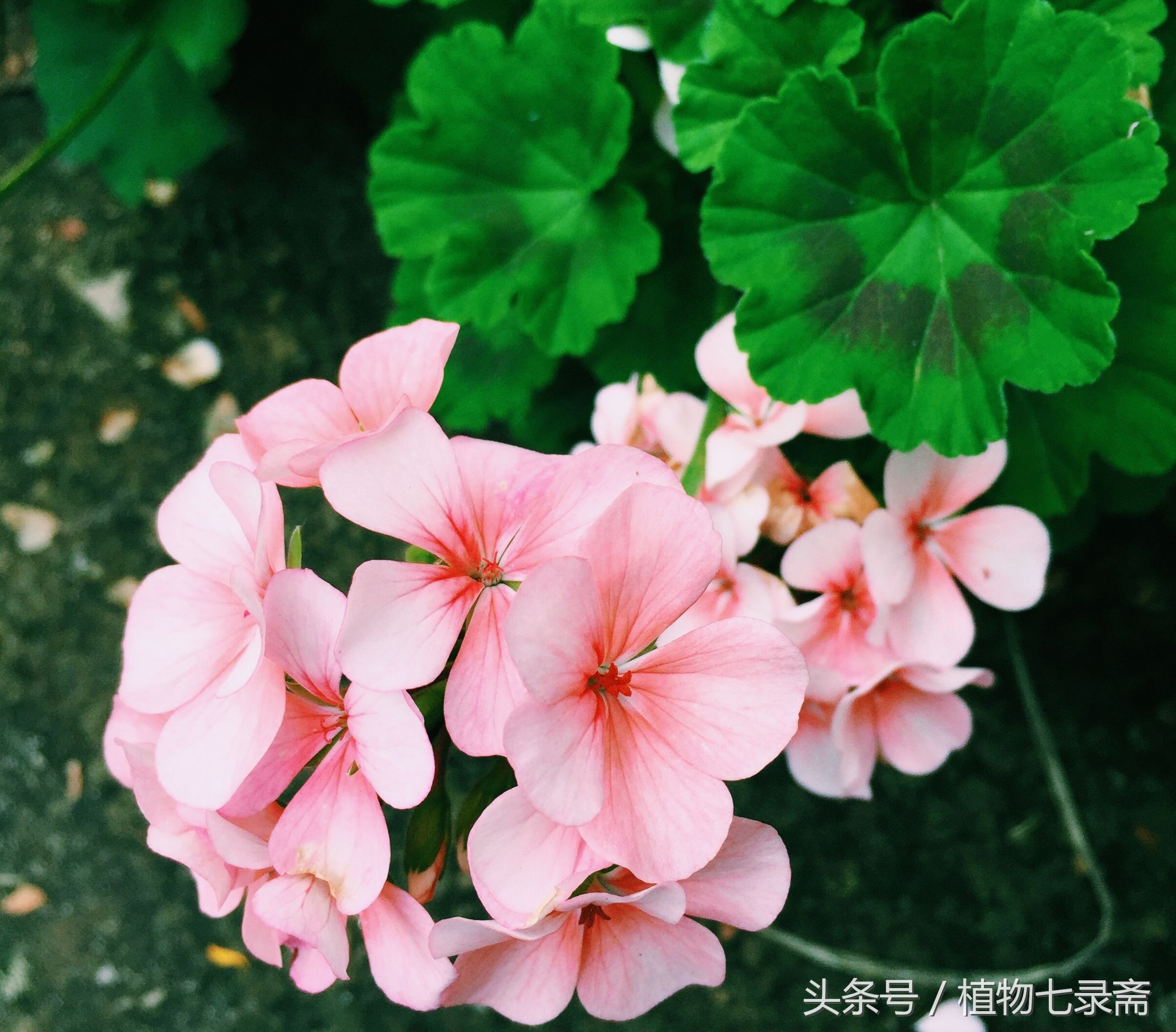 盆栽花卉千手观音怎么样才能养好,居家如何养好花卉植物盆栽