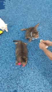 铲屎的带5只小肥猫跑步，跑了一圈回来发现喵星人居然还在原地