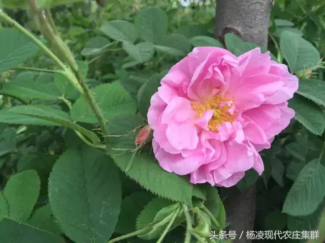 来穿越花海赴春天的约会,龙丽威大马士革玫瑰庄园