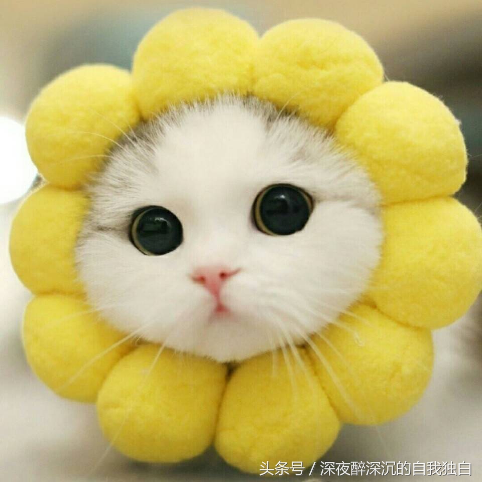 关于幸福的七个真相,深度解读幸福的勇气