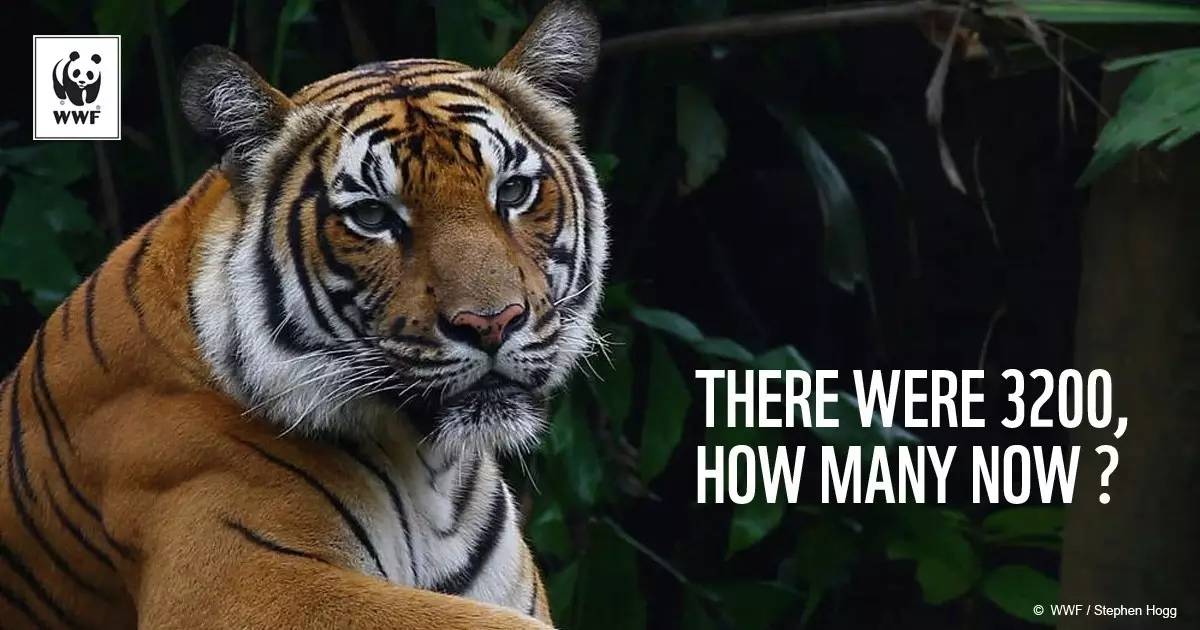 老虎标志的啤酒,带有老虎标志的啤酒有哪些