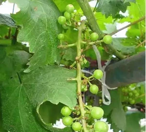 葡萄落花怎么调理,不易落花落果的葡萄品种