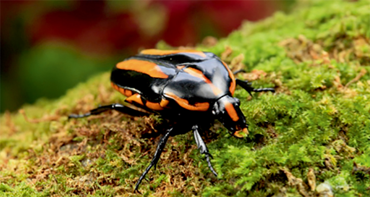 世界物种基因库在什么地方,探秘人类基因