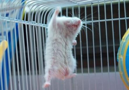 养仓鼠防止仓鼠生病,怎么照顾仓鼠仓鼠要注意哪些