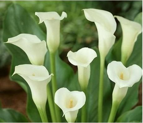 马蹄莲埃塞俄比亚国花,马蹄莲还是埃塞俄比亚的国花