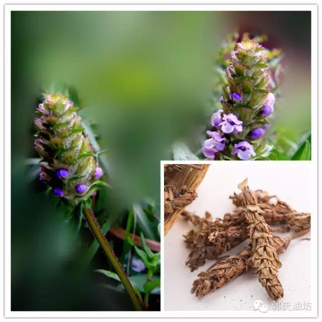 致富经种植药材视频贵州,致富经种地视频