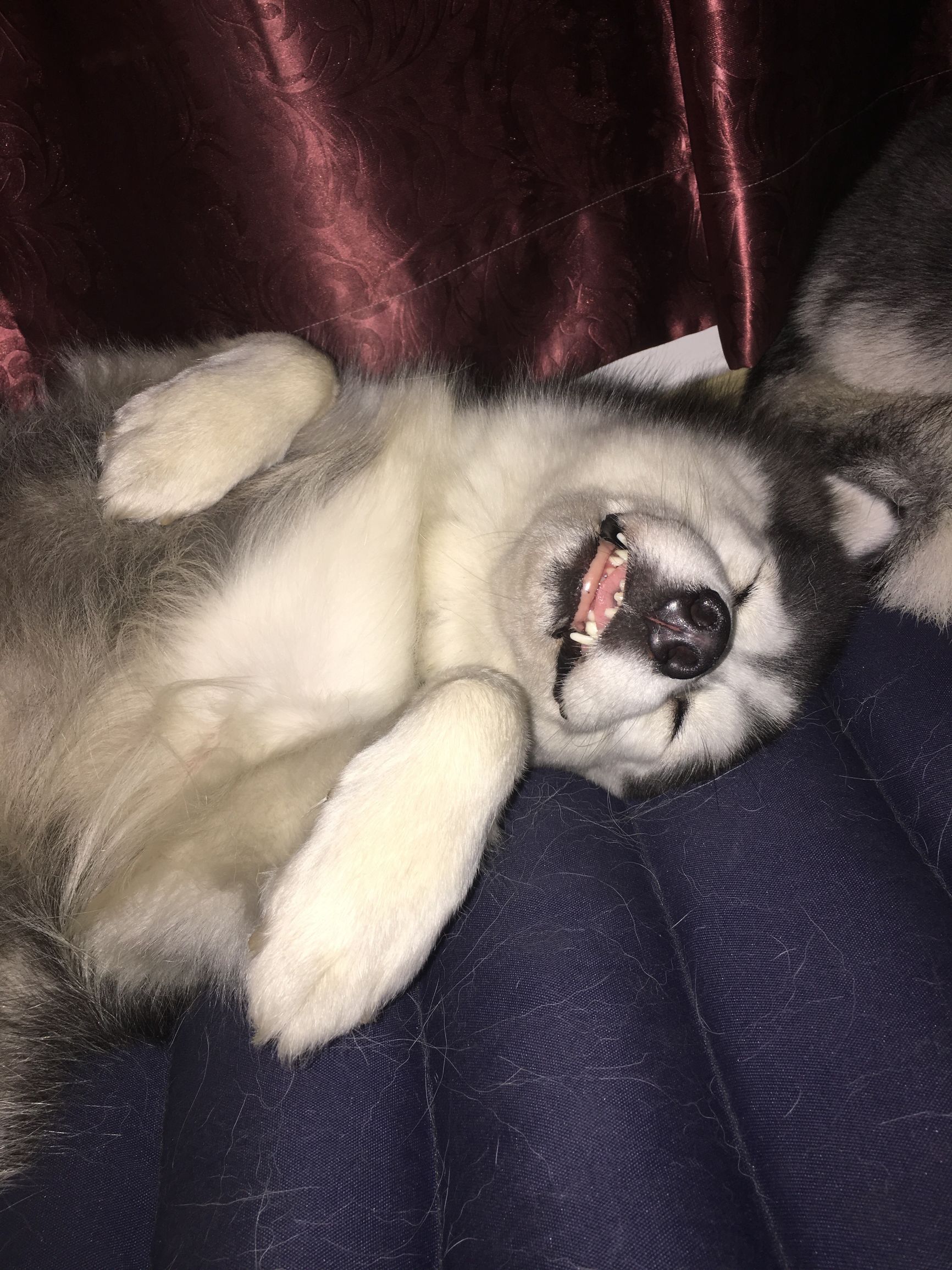 瀵逛笉璧蜂簩鍝堢殑鐪肩,瀵逛笉璧锋垜鐖变綘浜屽搱