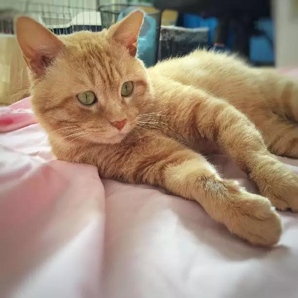 上海宠物领养阿拉斯加,上海宠物领养活动