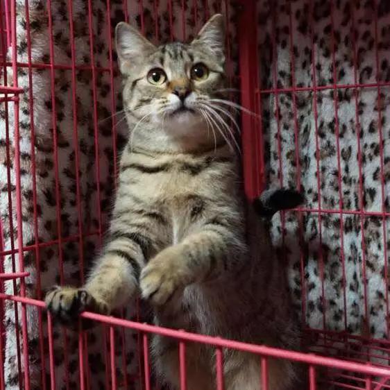 上海宠物领养阿拉斯加,上海宠物领养活动