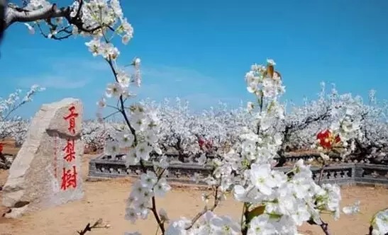 温暖的春天烟台,春天来了呈现出一片花的海洋