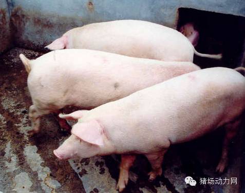 母猪的一生：从出生到淘汰，你真的懂她吗？