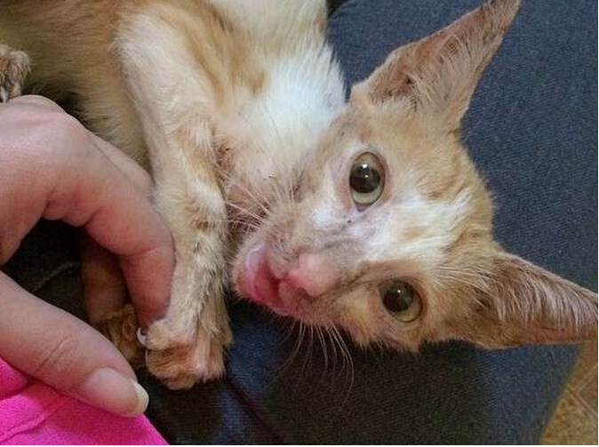 流浪小猫出车祸后，下巴严重脱臼变小怪物，直到好心人收养后！