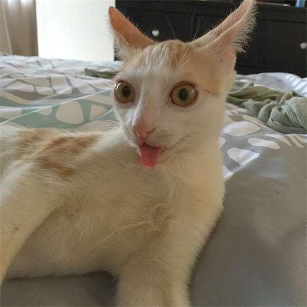 被撞的浪猫下巴严重的脱臼歪斜，想不到却意外成了它的特色招牌！