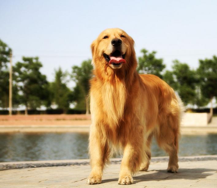 每个人的星座都有什么,十二星座适合养什么