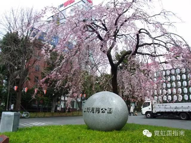 花沁心扉，见我尤怜