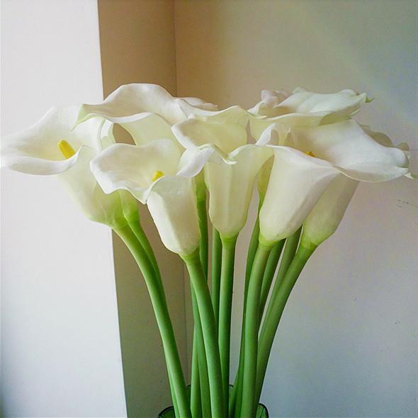 马蹄莲的种球刚发芽要怎么养护,马蹄莲鲜花的养护方法和注意事项