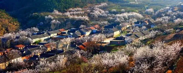 温暖的春天烟台,春天来了呈现出一片花的海洋