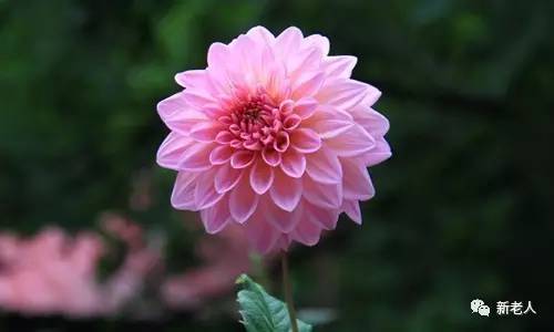 全国56个市花图片,中国各市市花集中图