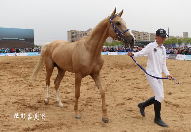 马术耐力赛100公里,马术耐力赛蒙古马