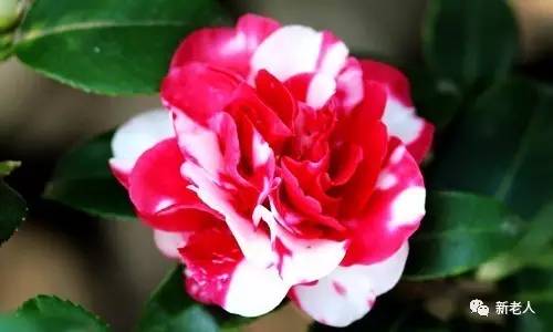 全国56个市花图片,中国各市市花集中图