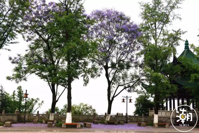 重庆桂花园景点,重庆桂花公园免费