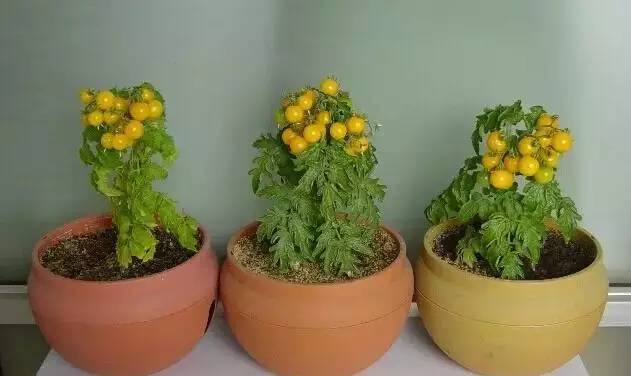 被蚊子咬了特别痒用什么快速止痒,蚊子咬后非常痒有什么偏方