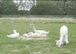 如果你惹怒了羊驼会怎么样,对羊驼一无所知的说说