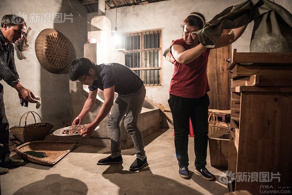 六安瓜片纯手工制作,新茶六安瓜片手工