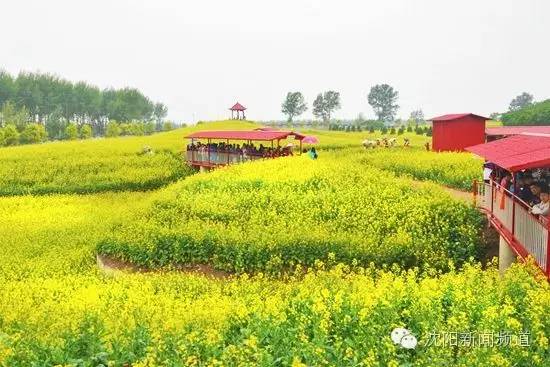 沈阳新消息今天公布,沈阳最新消息今天公布