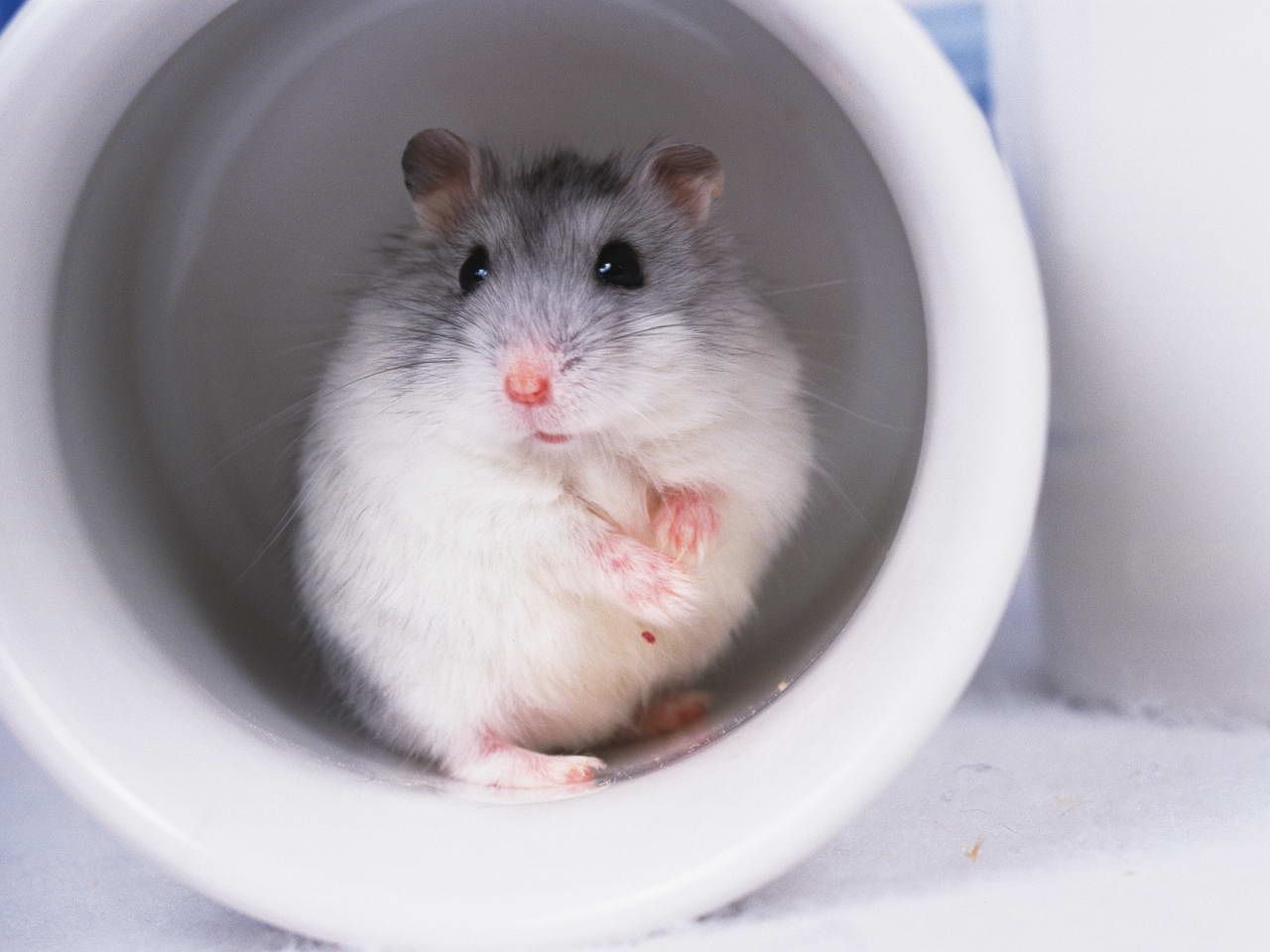 宠物仓鼠为什么不能养,仓鼠身上有什么危害人体的细菌