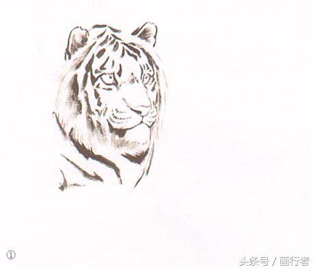 画虎年的老虎,如何画虎年的老虎