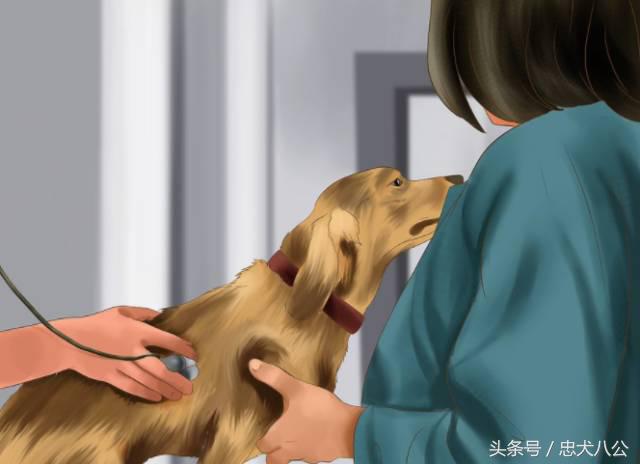 训练狗狗看其他狗不激动,训练狗狗眼睛看着我