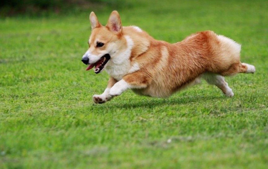 比较贵的狗狗都有哪些,各类狗狗图片品种价格