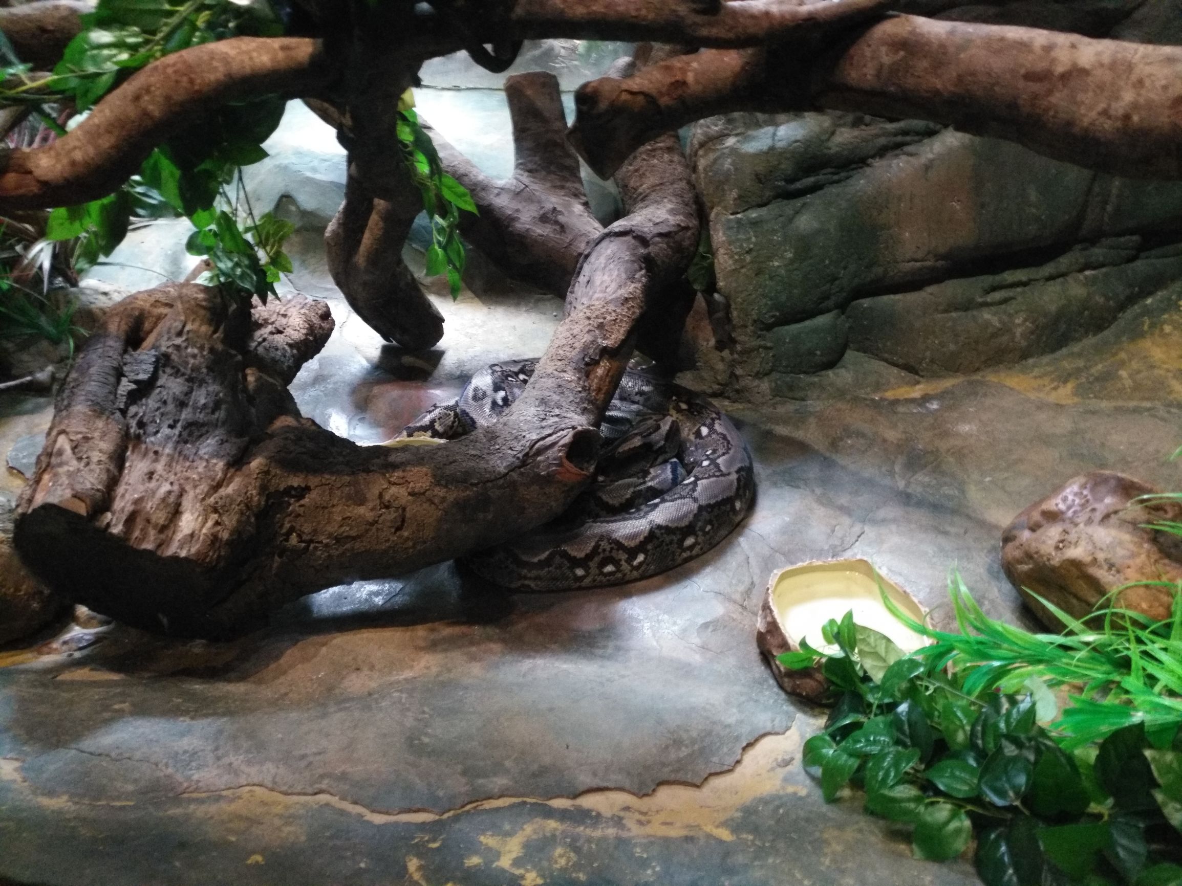 带一岁半宝宝去长隆野生动物园,长隆野生动物园最佳路线图